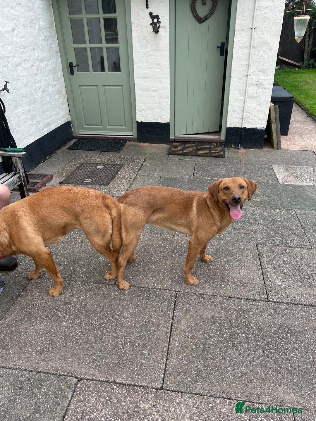 Labrador Retriever dogs for stud: 282 DNA TESTS! Labrador Working Type Red/Yellow  in Sandbach - Image 3