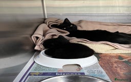 Mixed Breed cats for sale: Male black kitten - ready now - Image 18