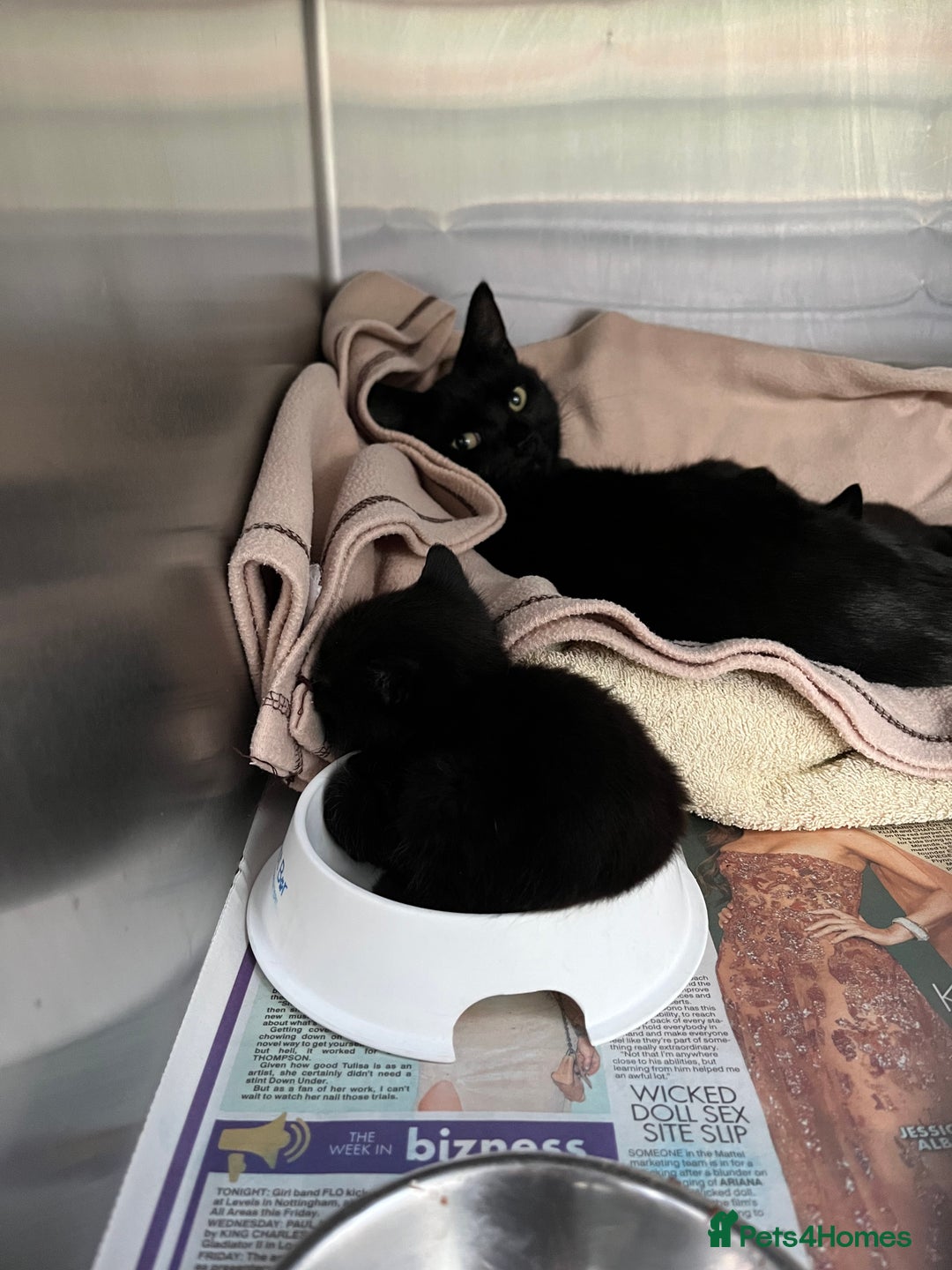 Mixed Breed cats for sale: Male black kitten - ready now - Image 18