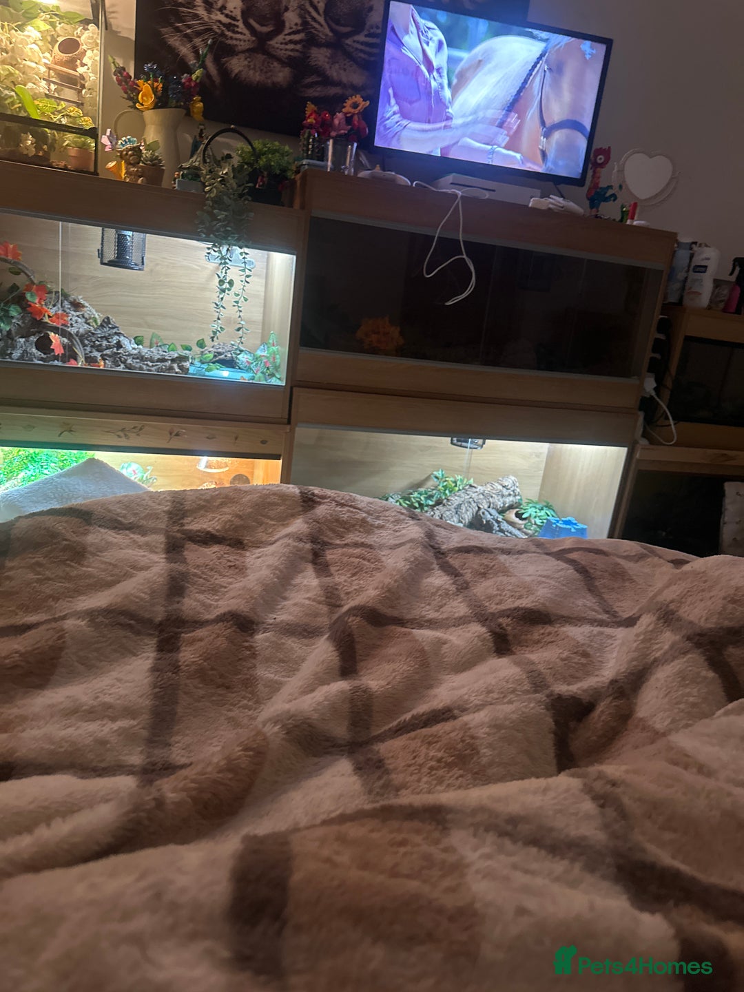 Python Snake reptiles for sale: Boy ball python  - Advert 5