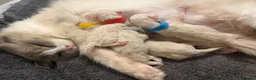 Ragdoll cats for sale: Five Beautiful Ragdoll Kittens - Now Here🤍 - Advert 14