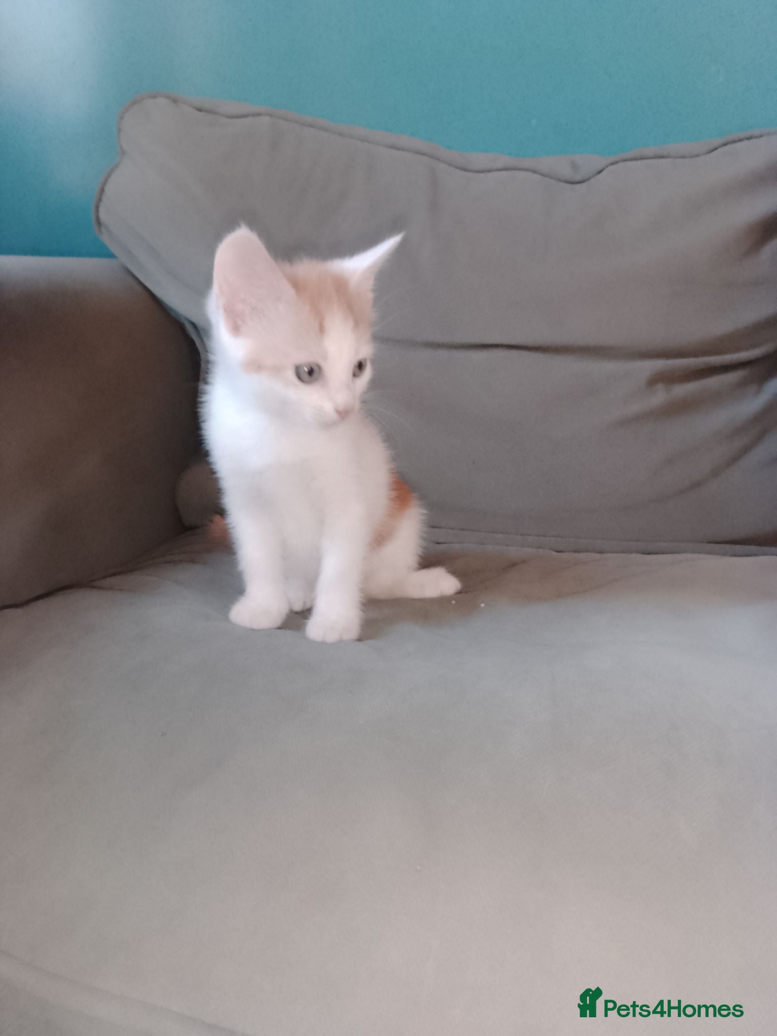 Mixed Breed cats Girl kitten  - Advert 13