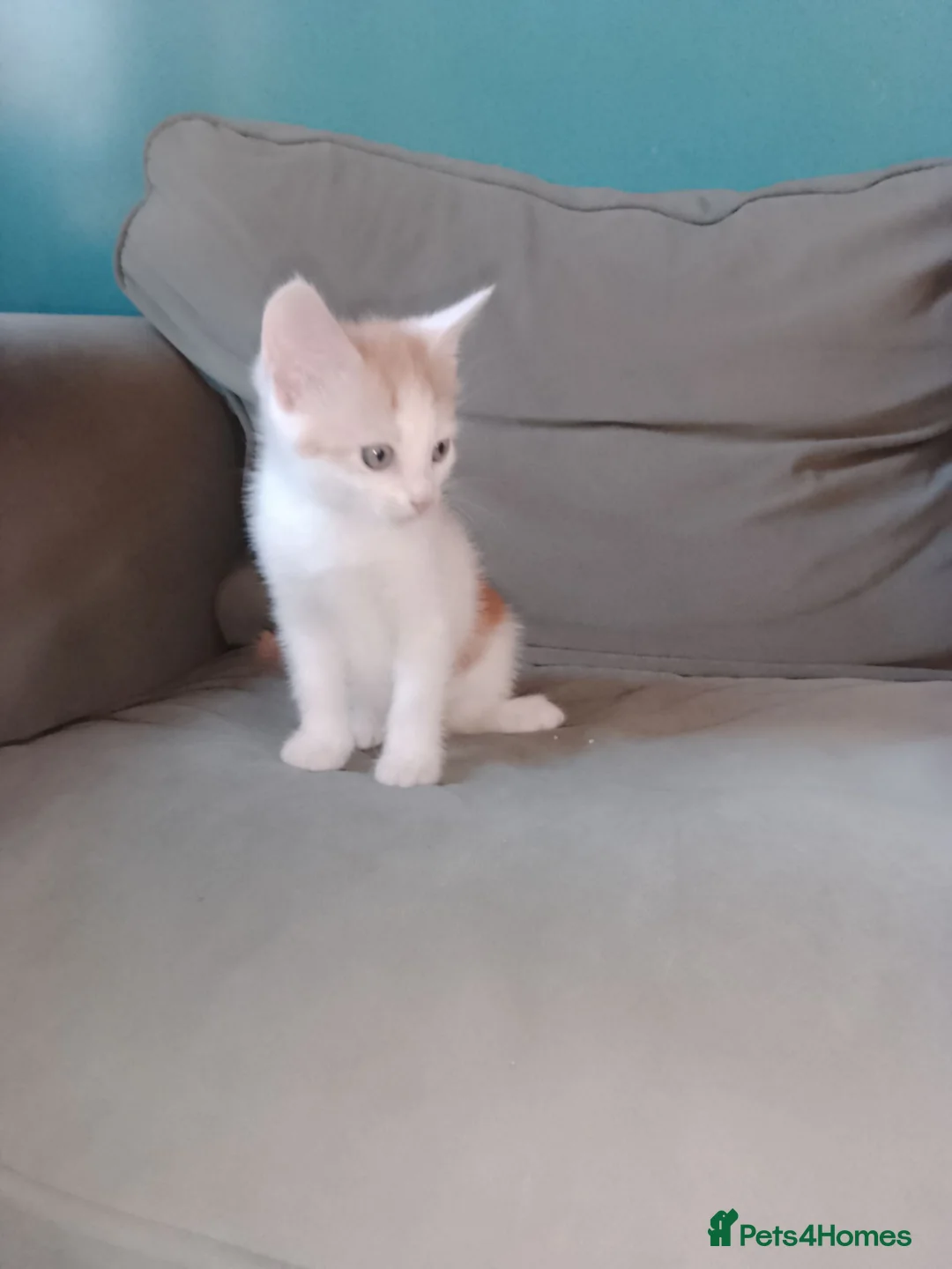 Mixed Breed cats for sale: Girl kitten  - Advert 1