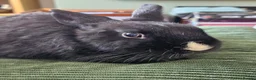 Netherland Dwarf rabbits for sale: *AVAILABLE* Purebred Netherland Dwarf Doe - Advert 3