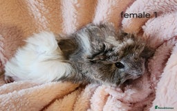 Guinea Pig rodents for sale: Bonded Trio - Image 2