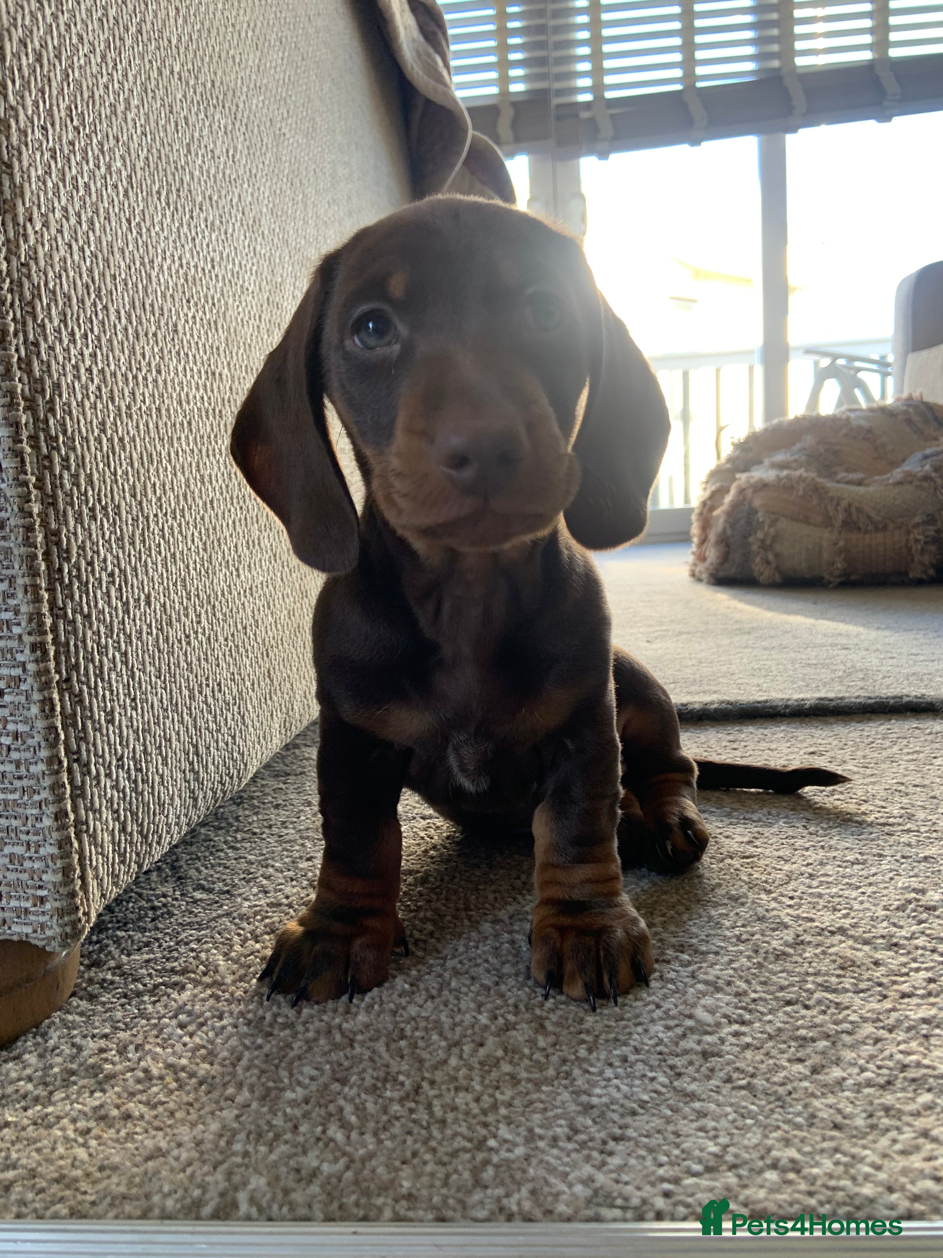 Miniature Dachshund dogs Miniature dachshund boys - Advert 1