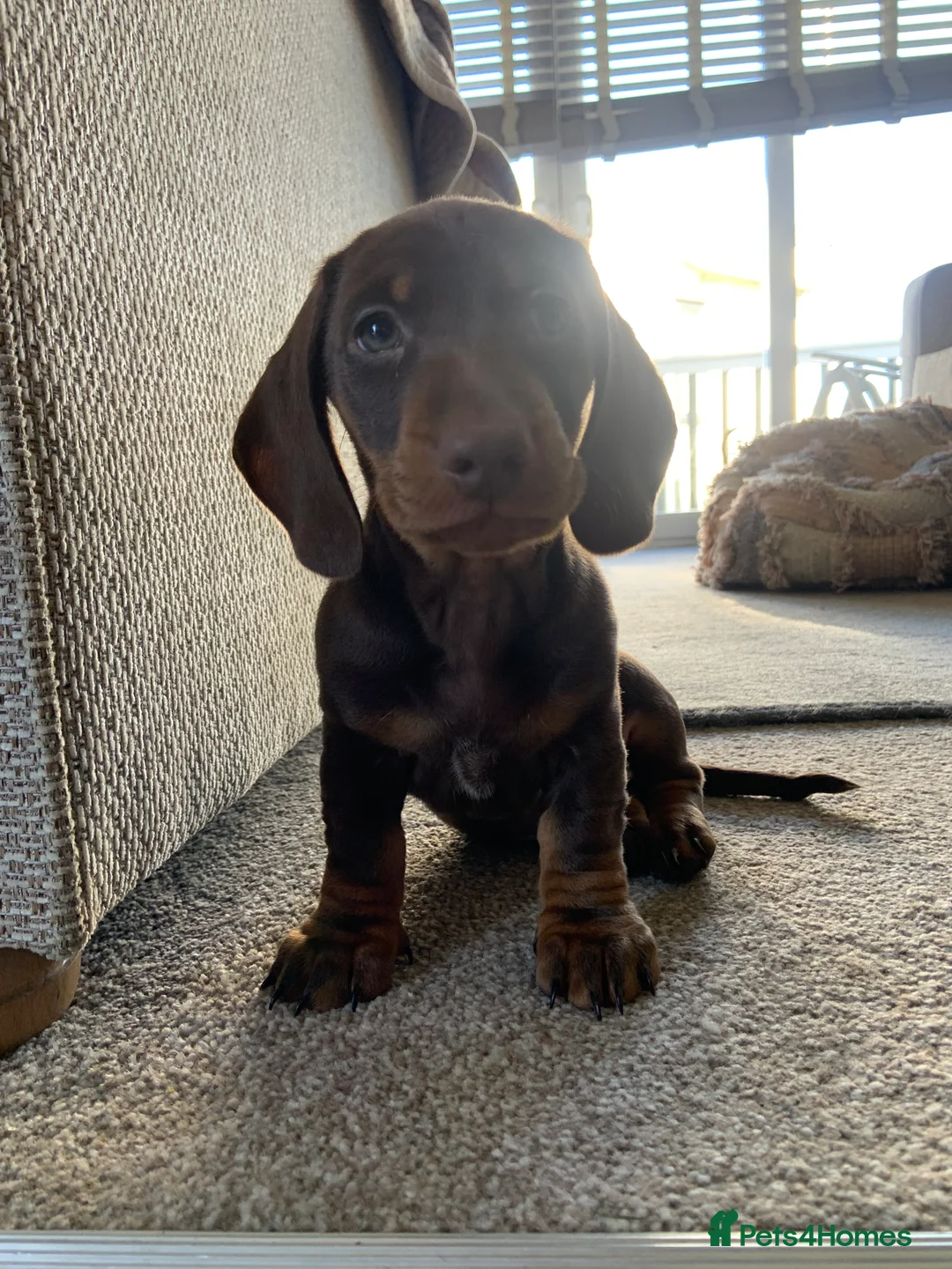 Miniature Dachshund dogs for sale: Miniature dachshund boys - Advert 1