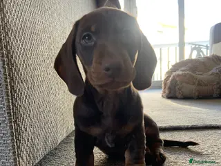 Miniature Dachshund dogs Miniature dachshund boys - Advert 1