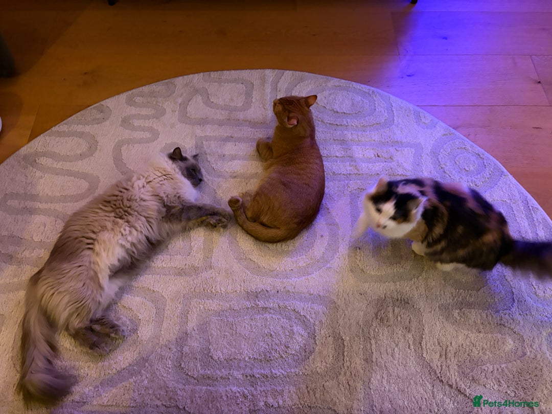 Ragdoll cats for sale: Gorby - ragdoll male - Advert 4