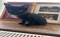 Mixed Breed cats for sale: 3 amazing kittens  - Image 6