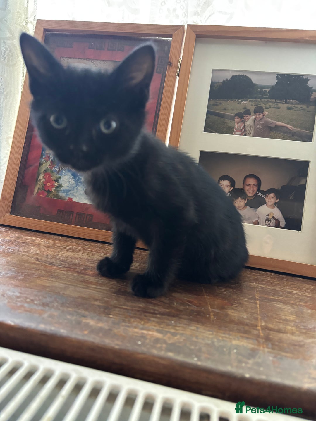 Mixed Breed cats for sale: 3 amazing kittens  - Image 6