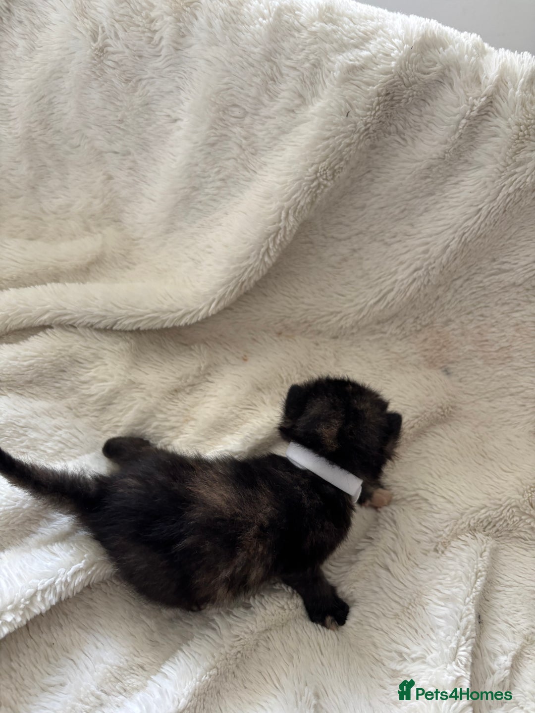 Mixed Breed cats for sale: Ragdoll X kittens  - Image 8