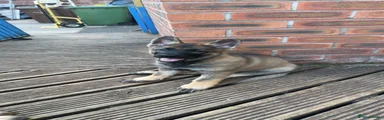 German Shepherd Puppy 2