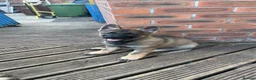 German Shepherd dogs for sale: 3 females German shepherd kc registered  - Advert 4