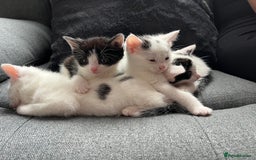 Domestic Shorthair cats for sale: 🐾 Adorable White Kittens with Black Markings  🐾 - Image 5
