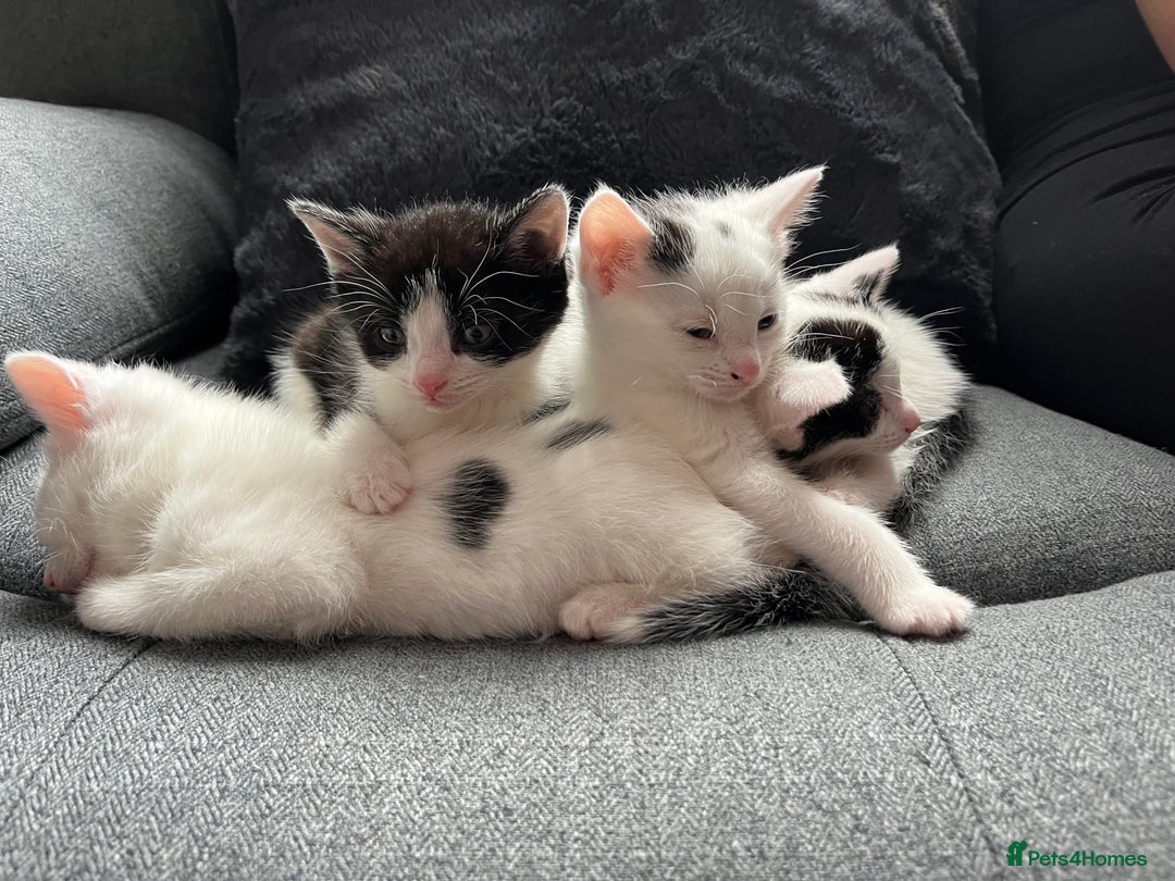 Domestic Shorthair cats for sale: 🐾 Adorable White Kittens with Black Markings  🐾 - Image 5