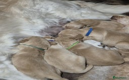 Golden Retriever dogs for sale: Exceptional litter of golden puppies. - Image 5