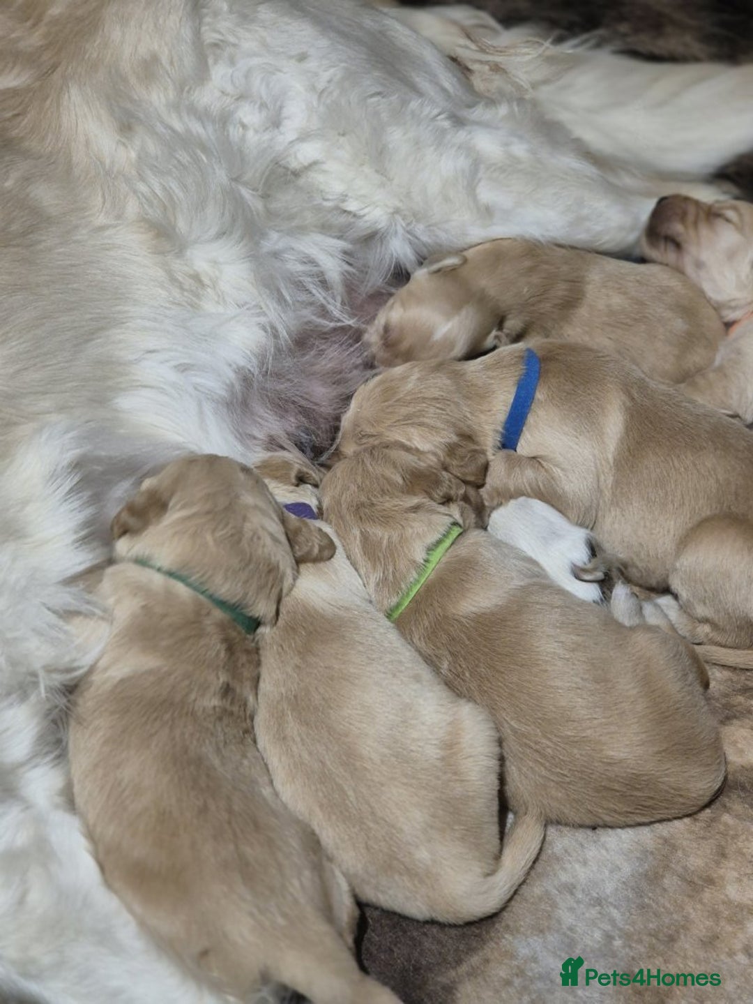 Golden Retriever dogs for sale: Exceptional litter of golden puppies. - Image 5