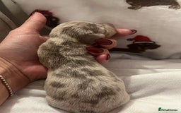 Miniature Dachshund dogs for sale: Beautiful litter of miniature dachshund  - Advert 16