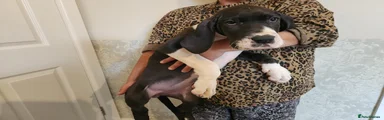 Great Dane 8
