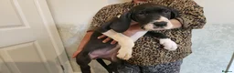 Great Dane dogs for sale: Championship Great Dane Pups  - Advert 8