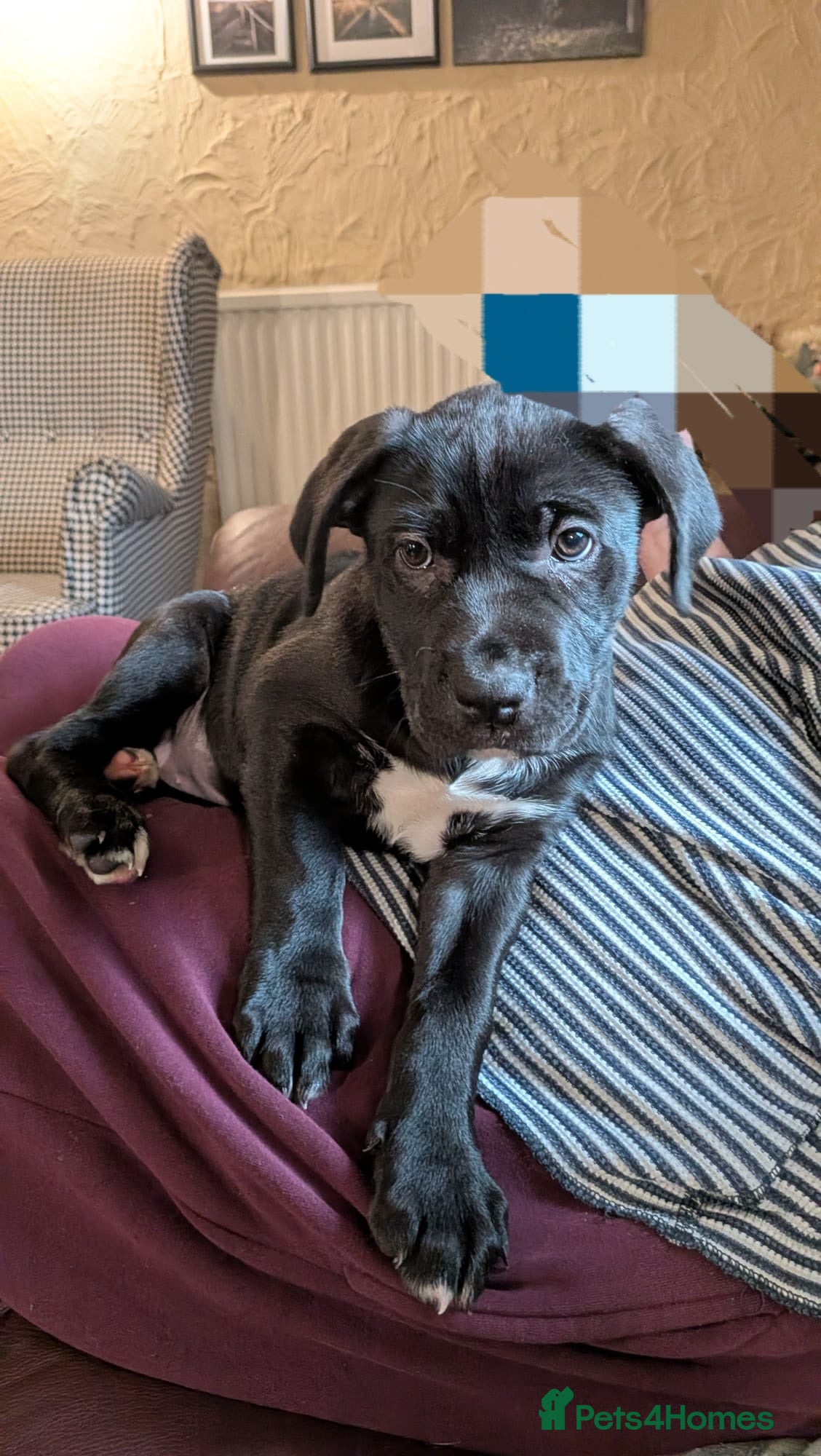 Mixed Breed dogs ##ONLY 2 LEFT## Cane Corso X Newfoundland/Lab Pups - Advert 8