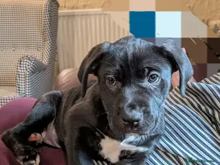 Mixed Breed dogs ##ONLY 2 LEFT## Cane Corso X Newfoundland/Lab Pups - Advert 8