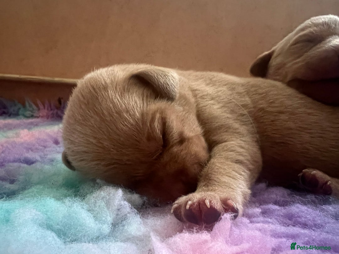 Labrador Retriever dogs for sale: 2 Labrador Retrievers girls left  - Advert 6