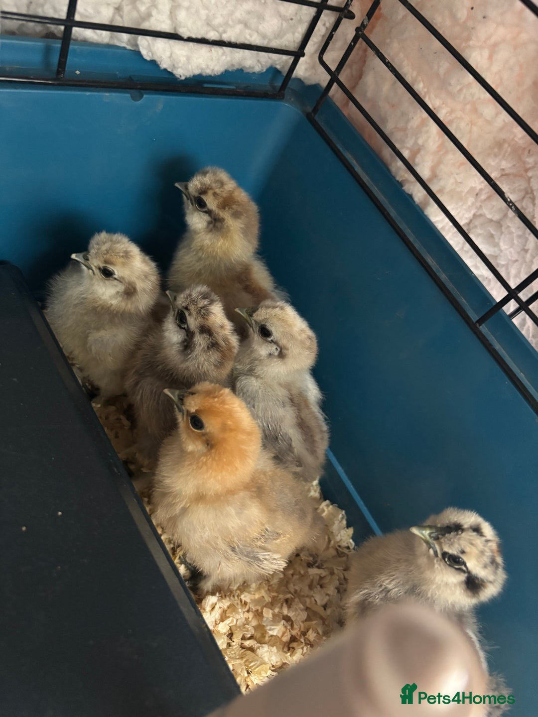 Chickens poultry for sale: Silkie chicks  - Advert 6