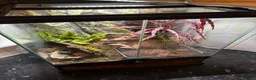 Frog reptiles for sale: Fire bellied frogs plus setup  in Leicester - Advert 4