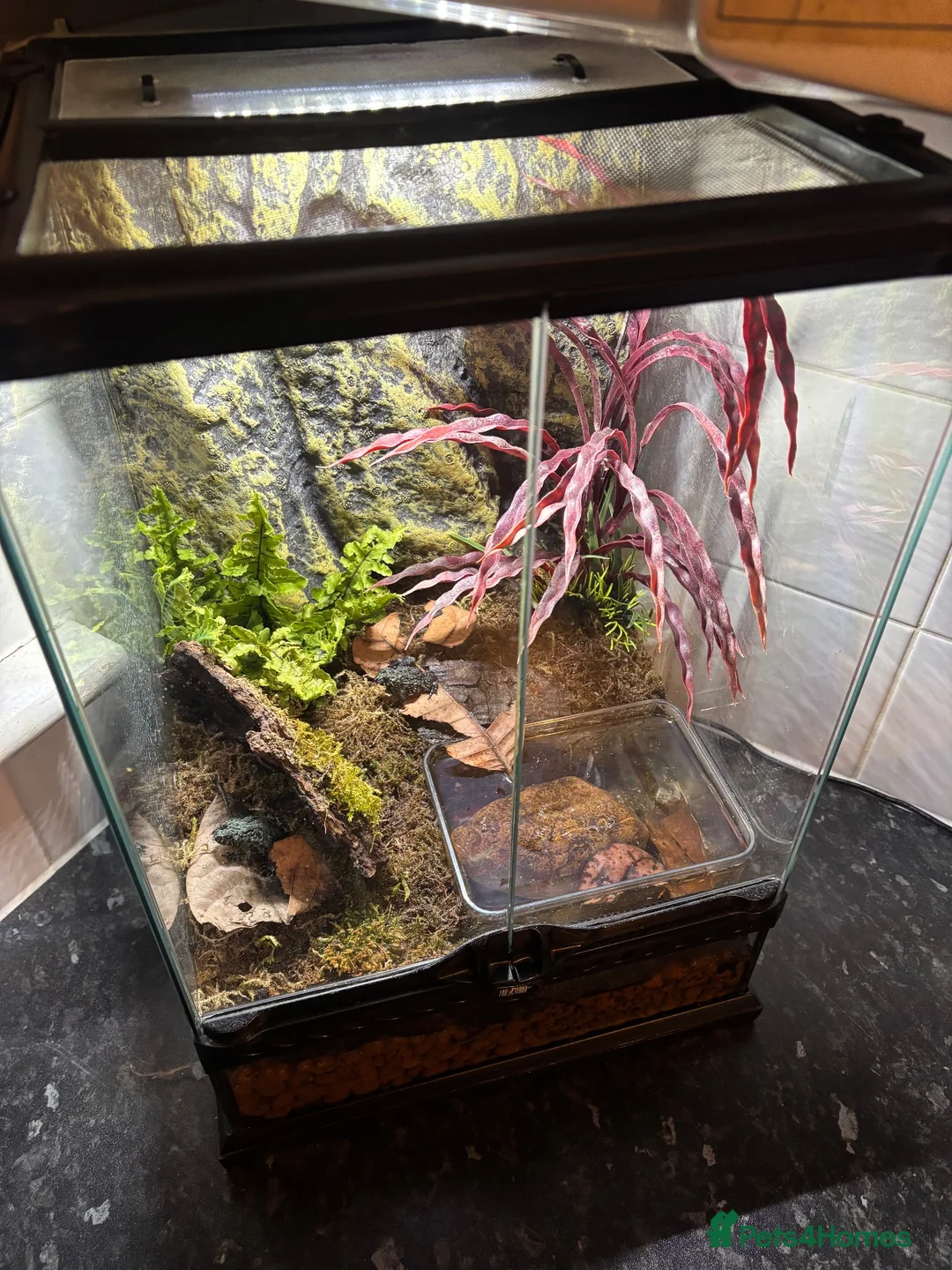 Frog reptiles for sale: Fire bellied frogs plus setup  in Leicester - Advert 4