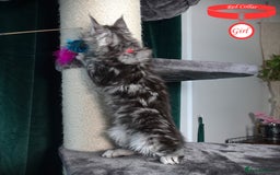 Maine Coon cats for sale: STUNNING XL PEDIGREE MAINE COON KITTENS  - Image 25
