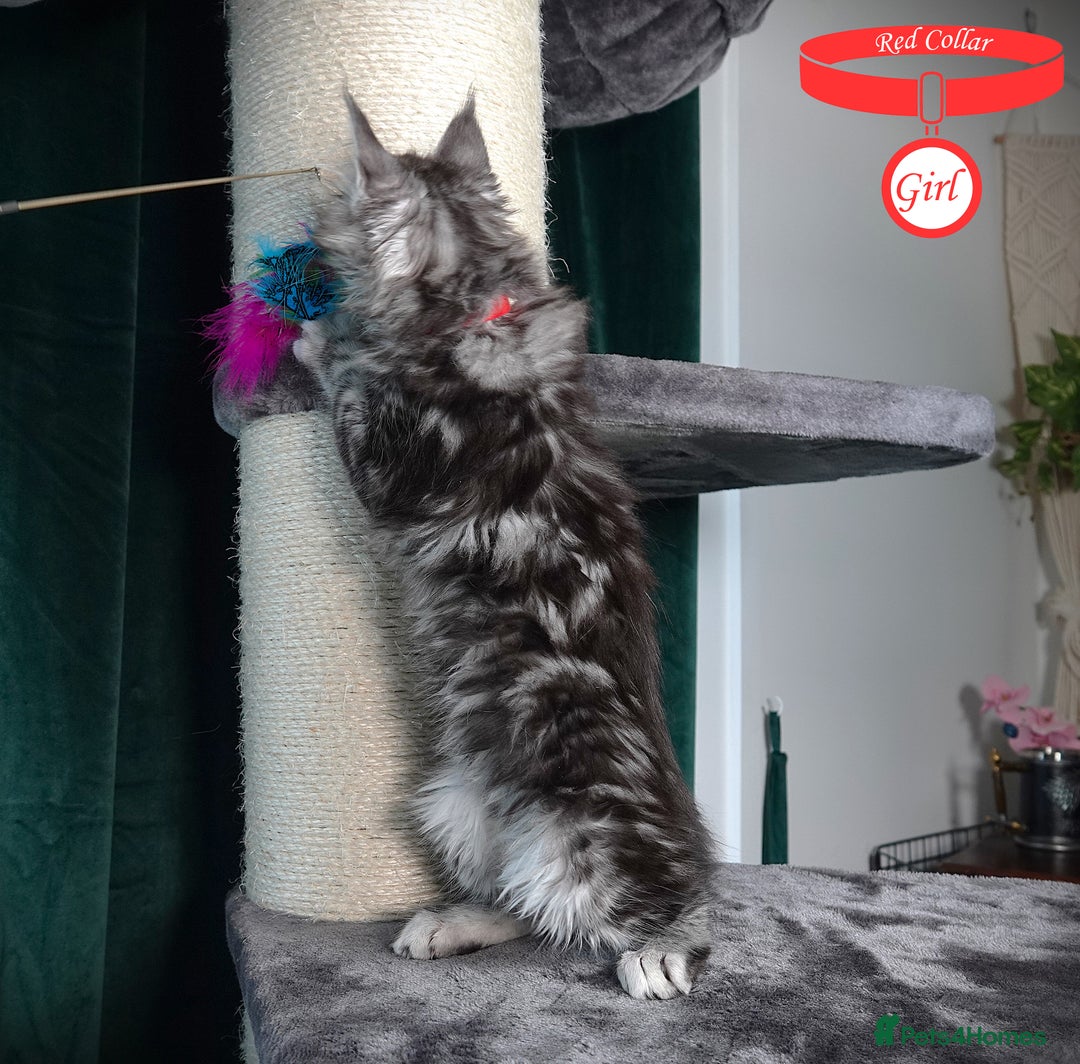 Maine Coon cats for sale: STUNNING XL PEDIGREE MAINE COON KITTENS  - Image 25