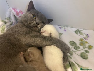 British Shorthair cats 🐱 Stunning GCCF British Shorthair Kittens - Advert 1