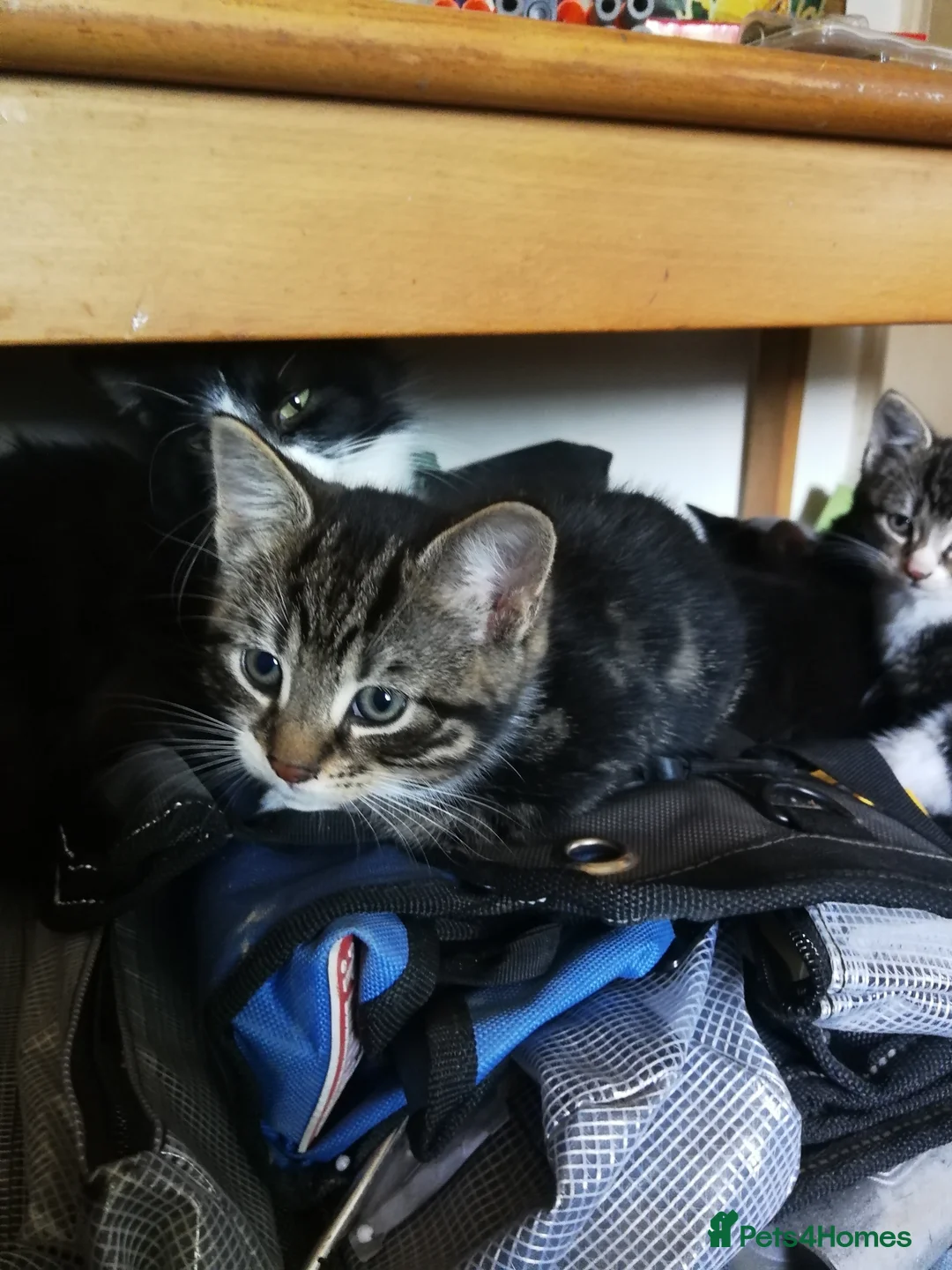 Maine Coon cats for sale: Beautiful Kitten Available  - Advert 2