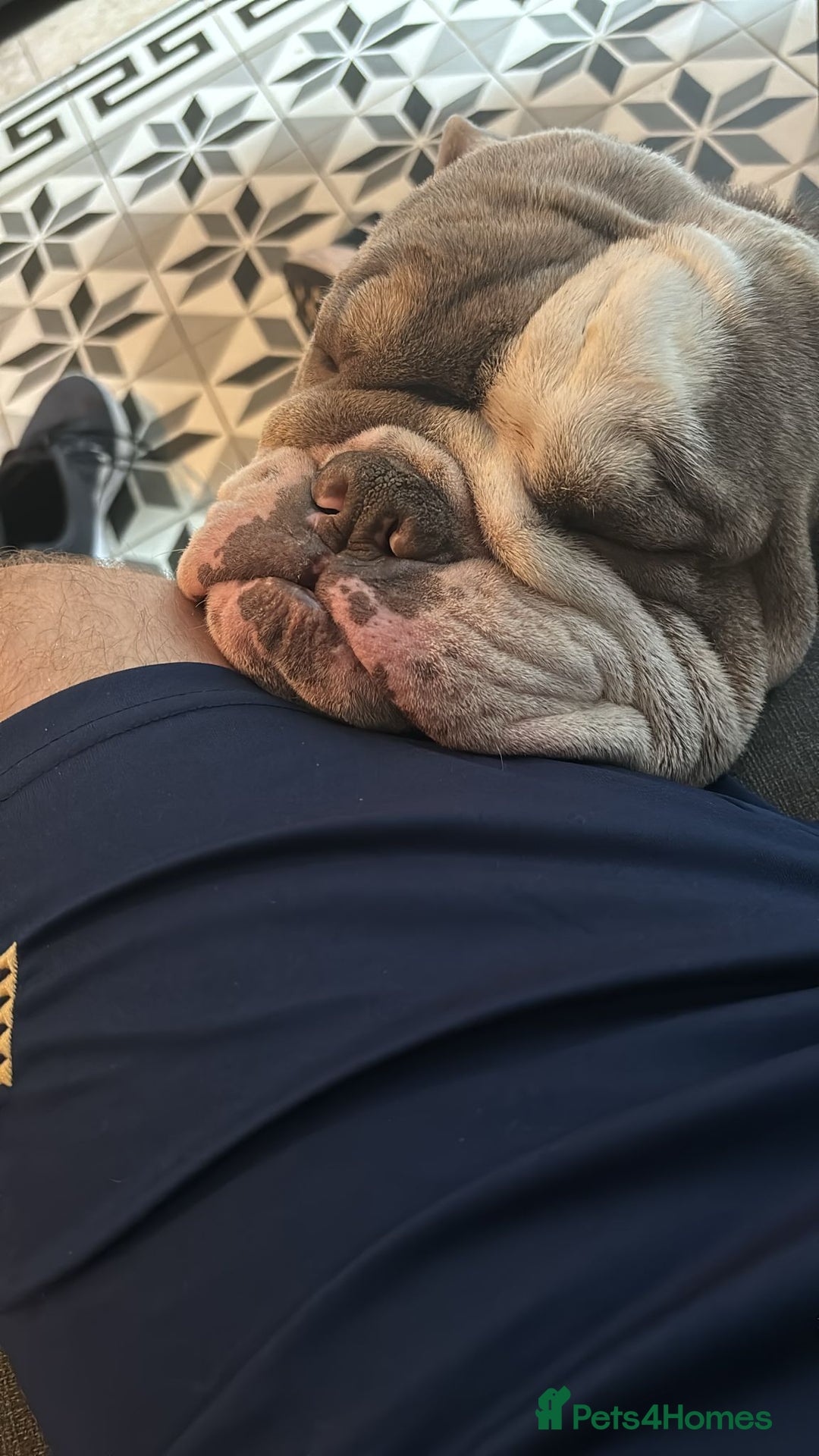 English Bulldog dogs for sale: Roofus - the most amazing boy - Image 6