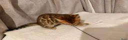 Bengal cats for sale: Adorable kittens for sale - Advert 14