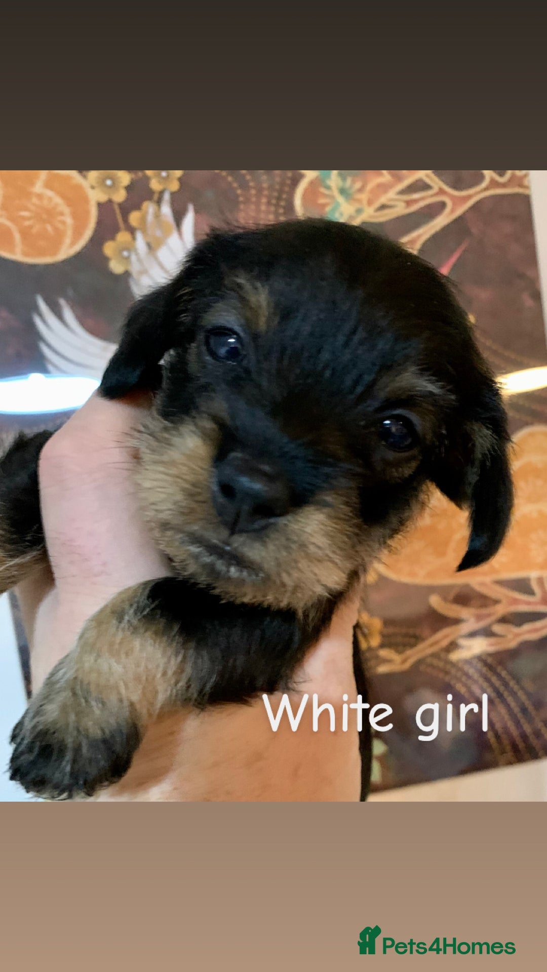Miniature Dachshund dogs for sale: Miniature wirehaired daschunds - Advert 11