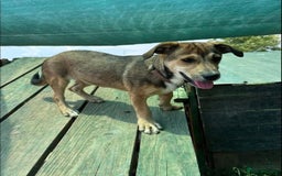 Mixed Breed dogs for adoption: 🎀 Tiny Zaza is Ready for Her Forever Home! - Image 7