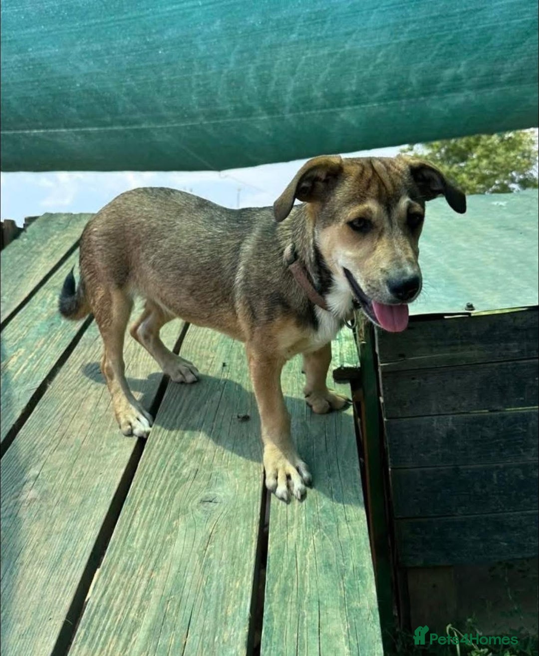 Mixed Breed dogs for adoption: 🎀 Tiny Zaza is Ready for Her Forever Home! - Image 7
