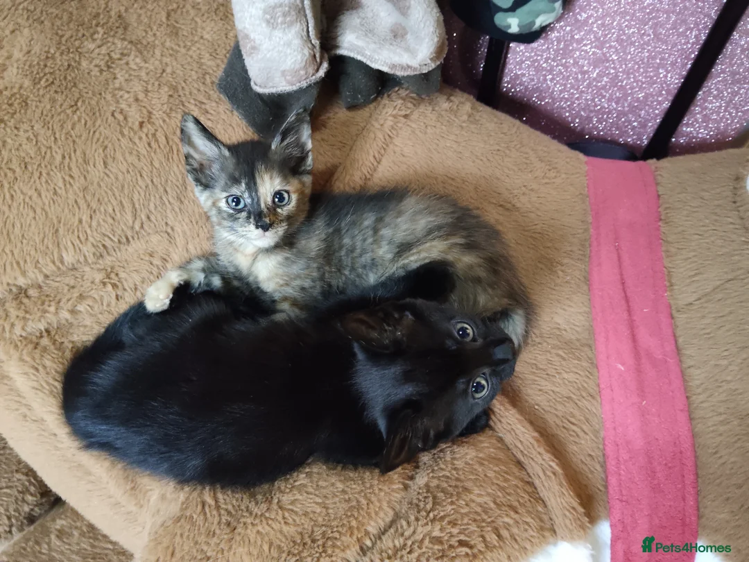Mixed Breed cats for sale: 2 Longhaired siberian cross kittens. Ready now - Advert 1