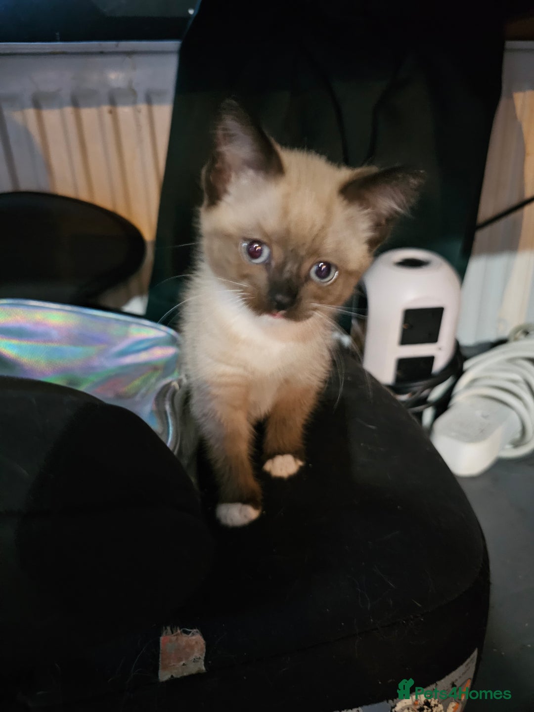 Mixed Breed cats for sale: Adorable kittens for sale - Advert 3