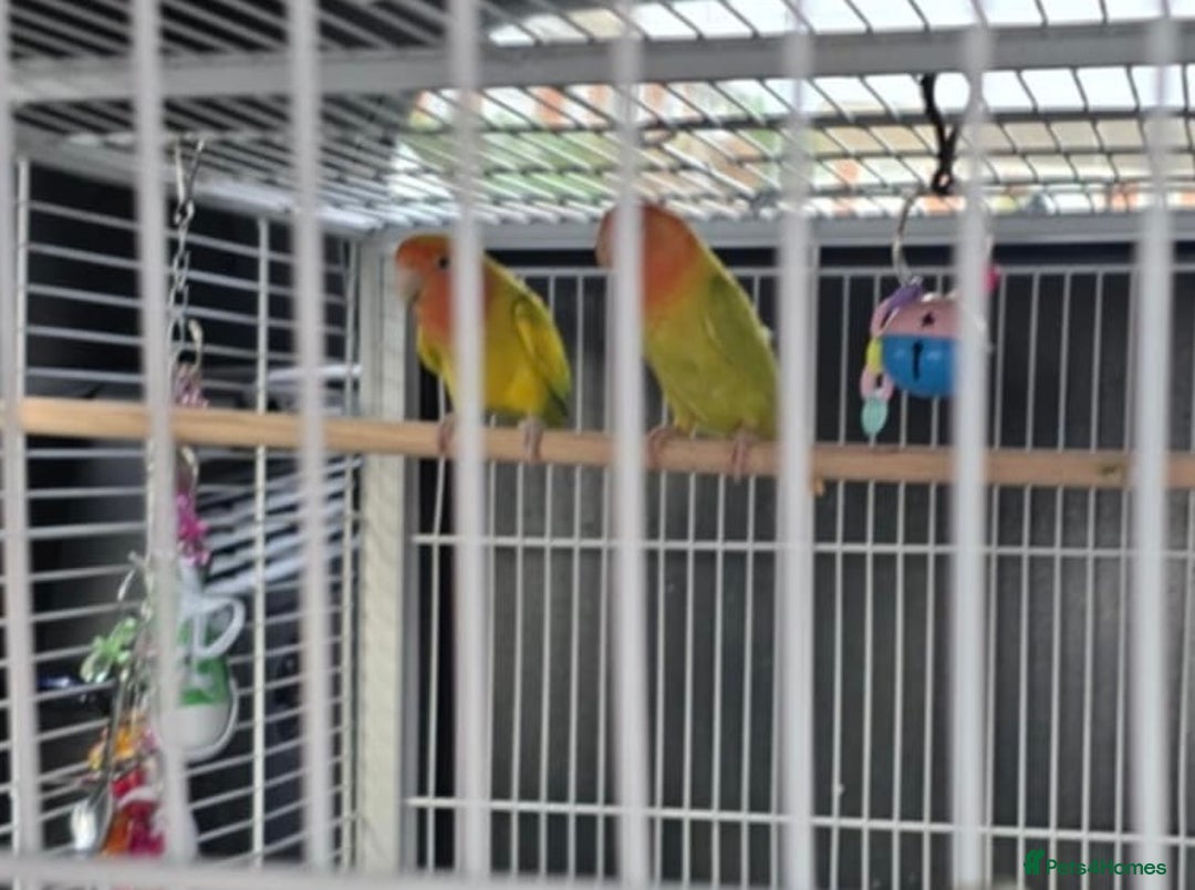 Lovebirds birds for sale: Mango and Pepper - Image 2