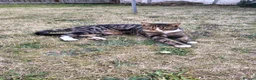 Mixed Breed cats for sale: Loving Boy - Advert 4