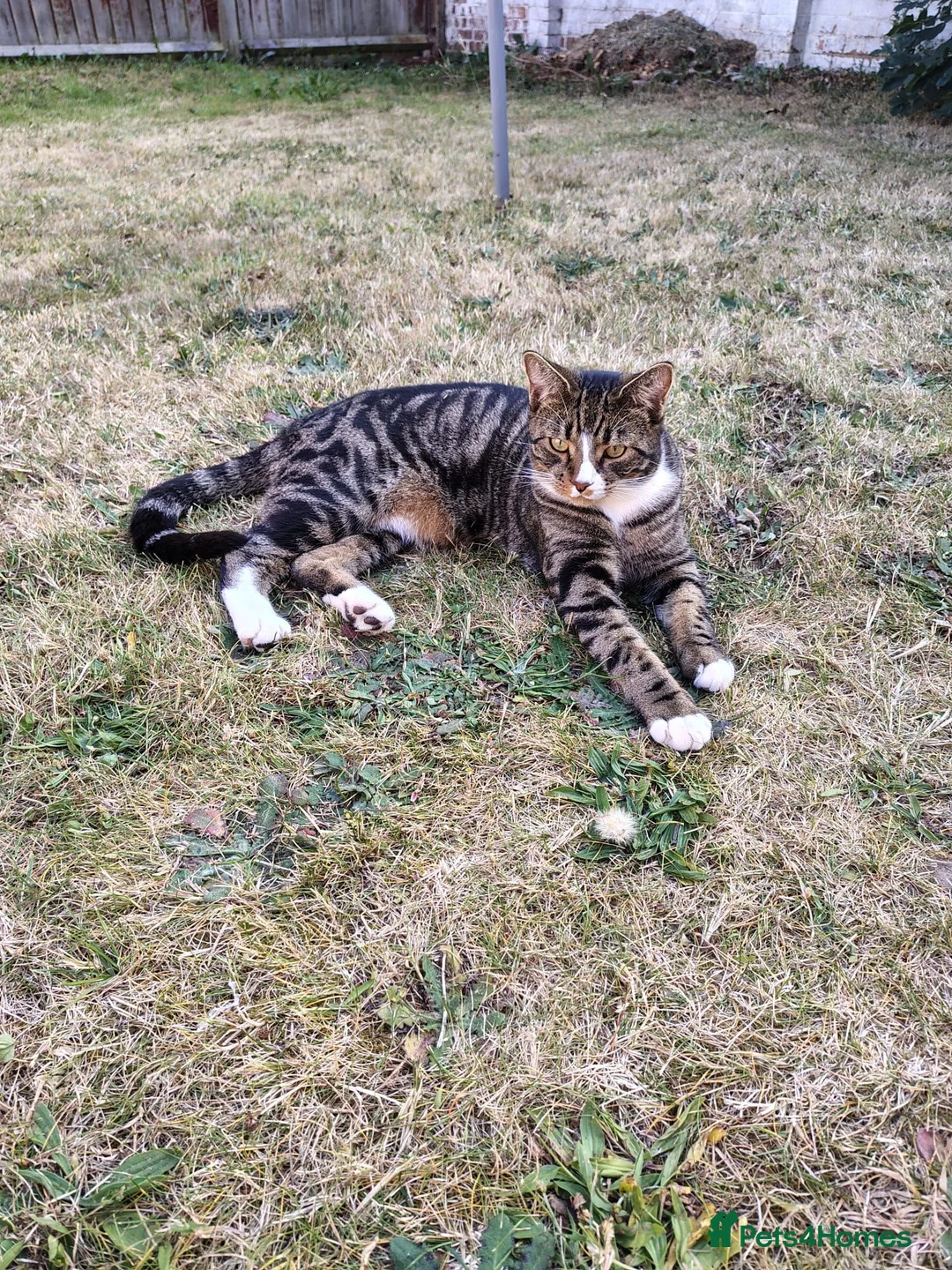 Mixed Breed cats for sale: Loving Boy - Advert 4
