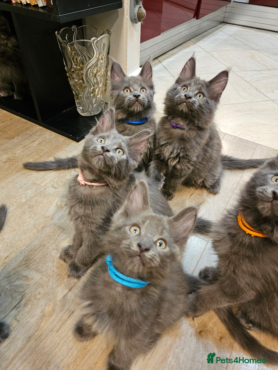Maine Coon cats for sale: 🔥*Stunning Litter of 8💎Solid Blue Maine Coon*🔥  - Image 32