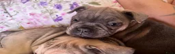Mixed Breed dogs for sale: 6 lovely oripei cross fenchie puppies  - Advert 21