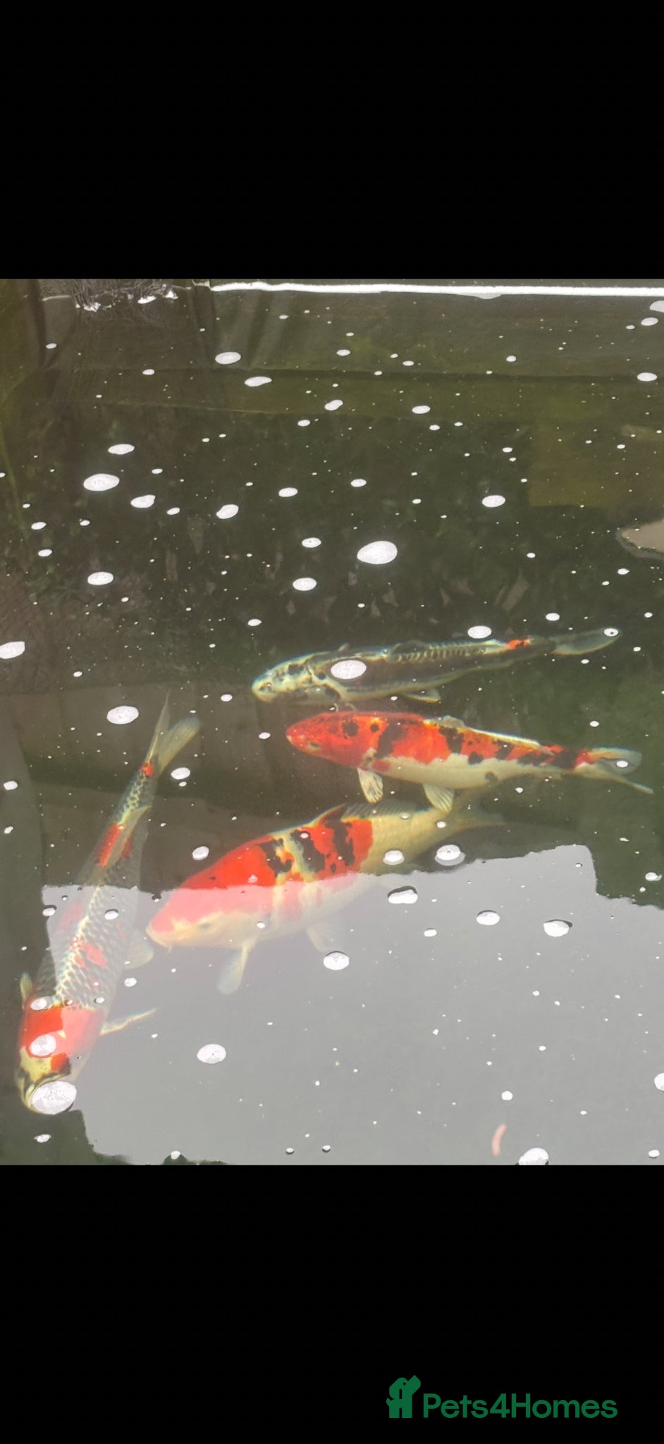 Koi Carp fish Koi Karp - 4 x large, smaller ones too  - Advert 7
