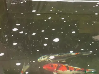 Koi Carp fish Koi Karp - 4 x large, smaller ones too - Advert 7