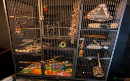 Sugar Glider rodents for sale: 2 male sugar gliders  - Advert 10